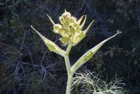 2008-03-23-158-Ferrula