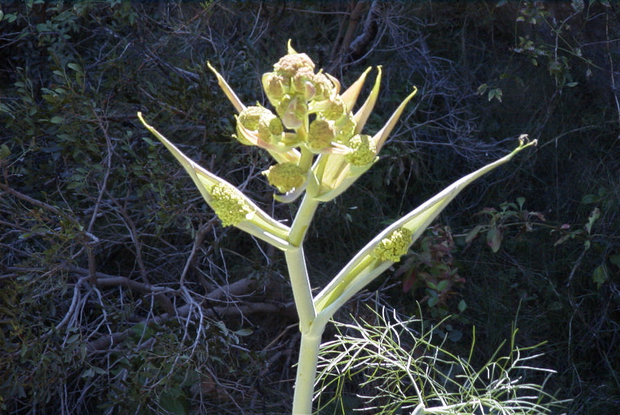 2008-03-23-158-Ferrula
