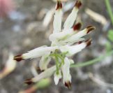 2008-03-23-159-Fumaria-capreolata