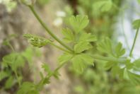 2008-03-23-160-Fumaria-capreolata