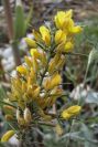 2008-03-23-161-Genista