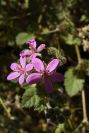2008-03-23-162-Geranium