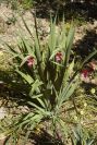2008-03-23-163-Gladiolus