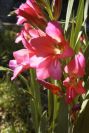 2008-03-23-164-Gladiolus