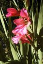 2008-03-23-165-Gladiolus
