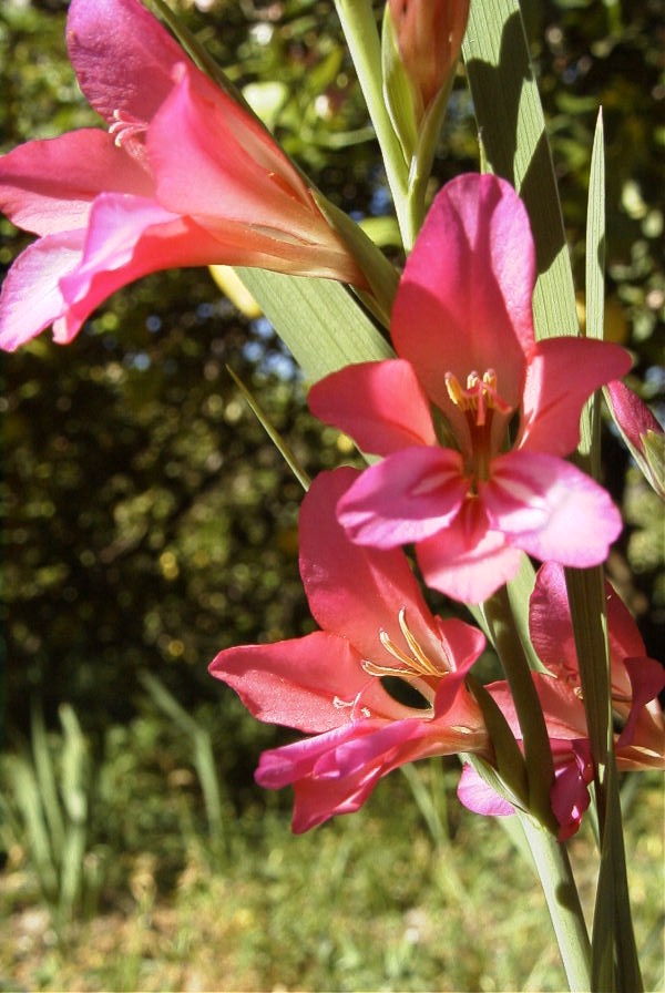 2008-03-23-166-Gladiolus