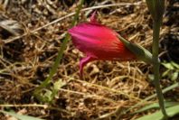 2008-03-23-167-Gladiolus
