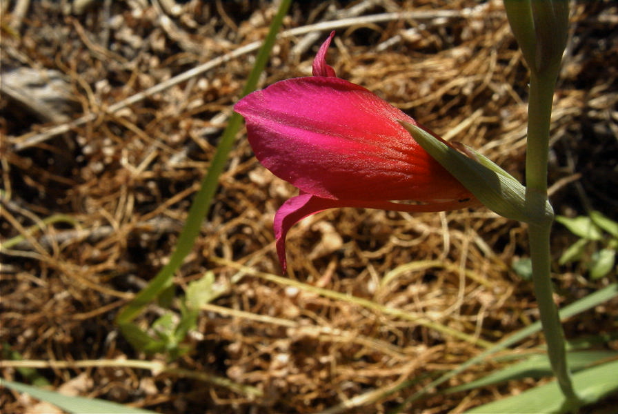 2008-03-23-167-Gladiolus