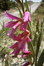 2008-03-23-168-Gladiolus