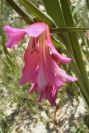 2008-03-23-169-Gladiolus