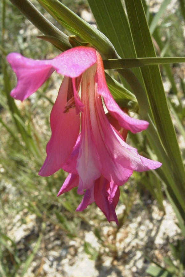 2008-03-23-169-Gladiolus