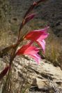 2008-03-23-170-Gladiolus-italicus