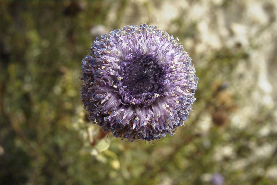 2008-03-23-171-Globularia-alypum