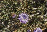 2008-03-23-172-Globularia-alypum