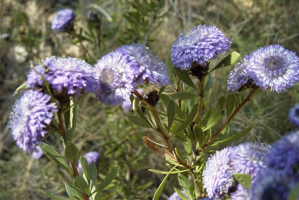 2008-03-23-173-Globularia-alypum