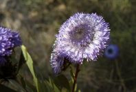 2008-03-23-174-Globularia-alypum