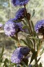 2008-03-23-175-Globularia-alypum