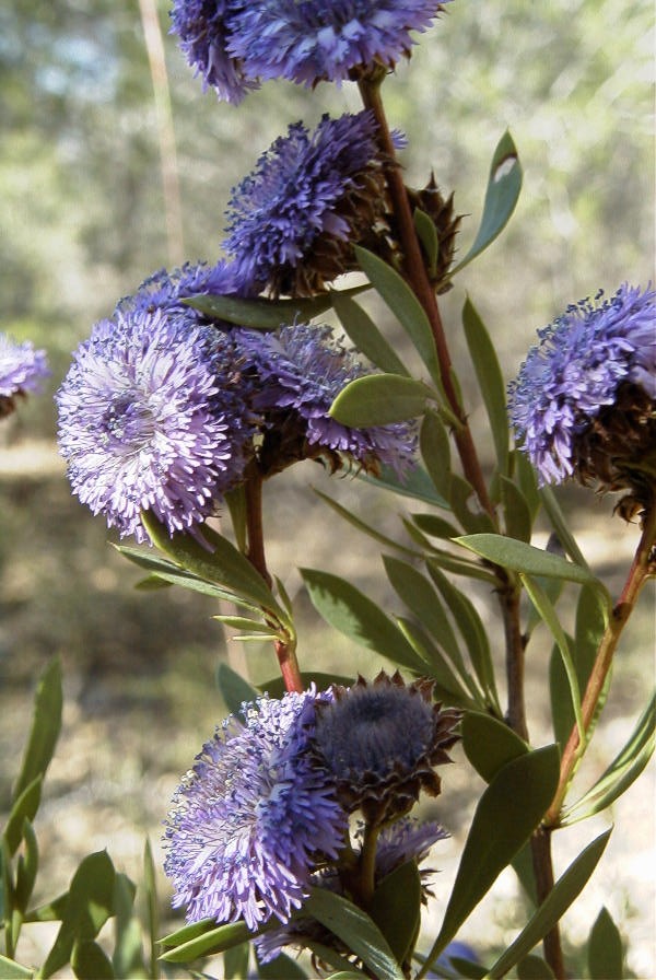 2008-03-23-175-Globularia-alypum
