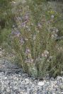 2008-03-23-176-Globularia-alypum