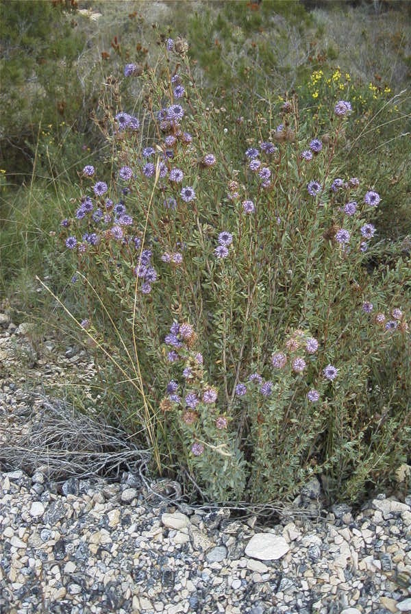 2008-03-23-176-Globularia-alypum