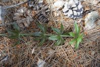 2008-03-23-177-Goose-grass