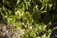 2008-03-23-180-Grapevine