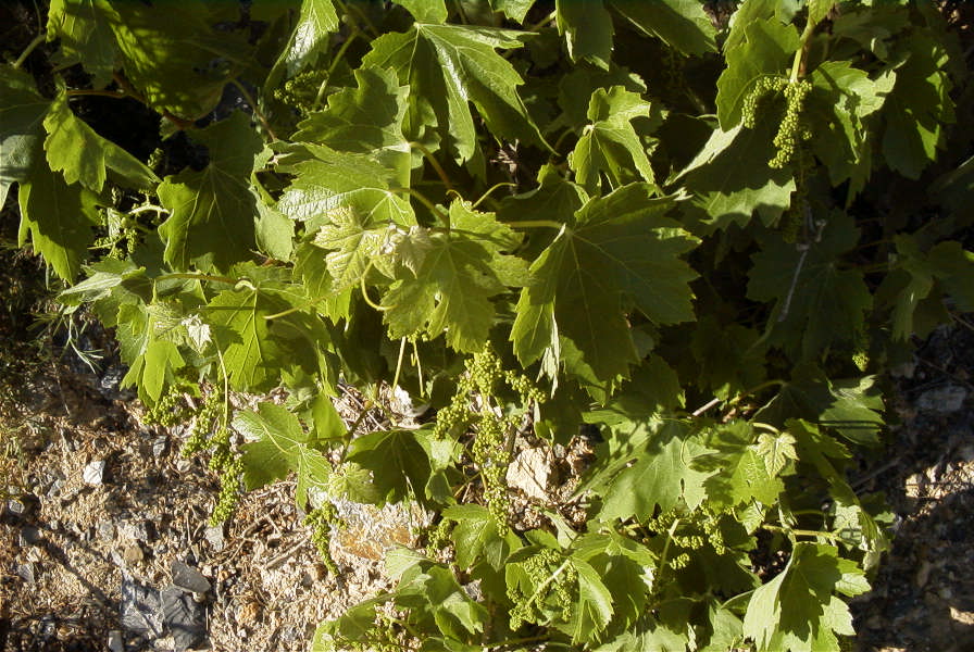 2008-03-23-180-Grapevine