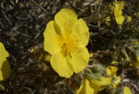 2008-03-23-183-Halimium-atriplicifolium