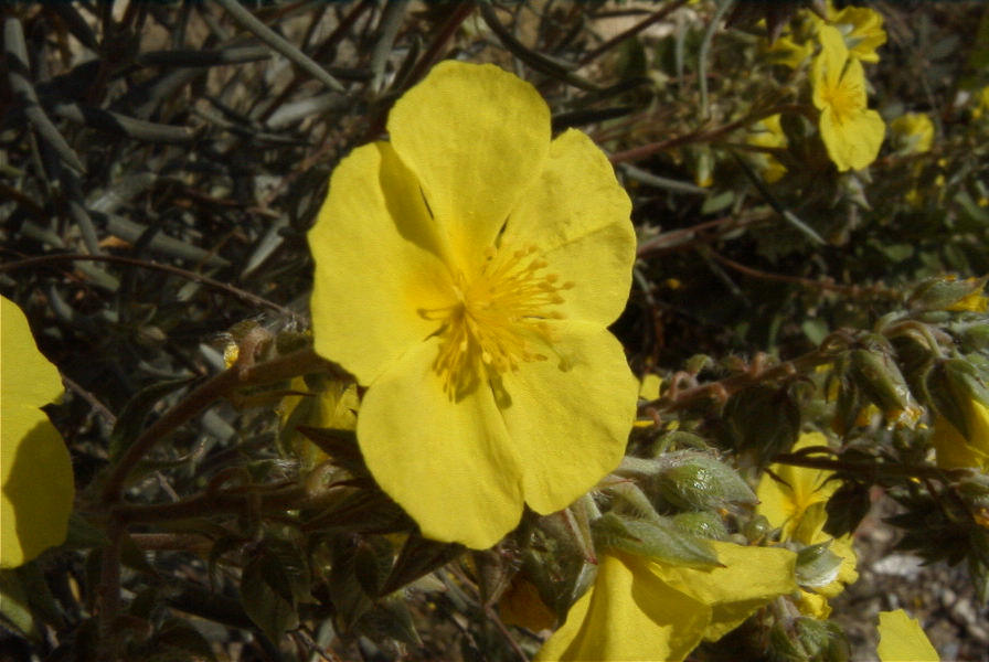 2008-03-23-183-Halimium-atriplicifolium