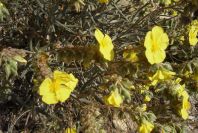 2008-03-23-184-Halimium-atriplicifolium