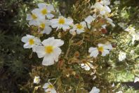 2008-03-23-185-Helianthemum