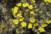 2008-03-23-186-Helianthemum