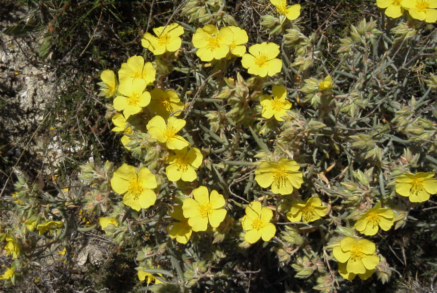 2008-03-23-186-Helianthemum
