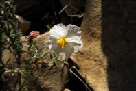 2008-03-23-187-Helianthemum