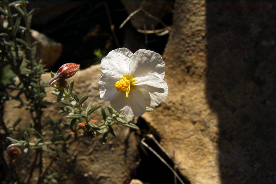 2008-03-23-187-Helianthemum