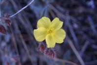 2008-03-23-188-Helianthemum