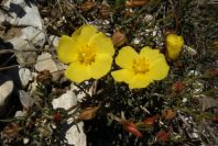2008-03-23-189-Helianthemum