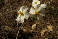 2008-03-23-190-Helianthemum