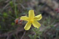 2008-03-23-191-Helianthemum
