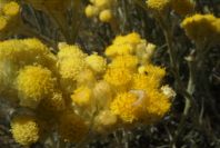 2008-03-23-192-Helichrysum-foetidum