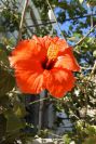 2008-03-23-195-Hibiscus