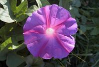 2008-03-23-200-Ipomoea-tricolor