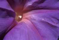 2008-03-23-201-Ipomoea-tricolor