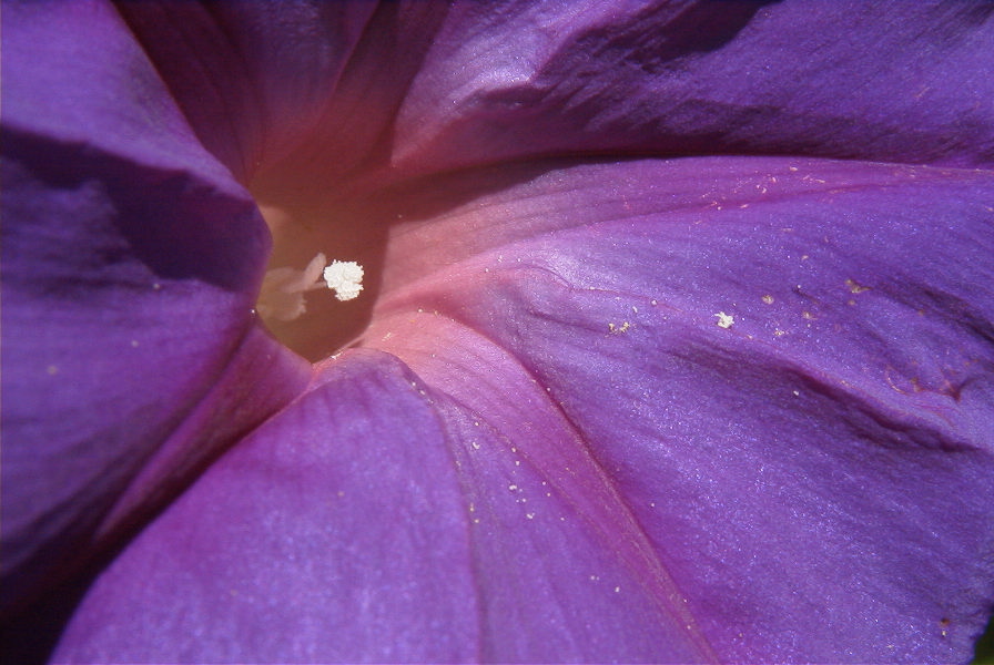 2008-03-23-201-Ipomoea-tricolor