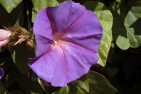 2008-03-23-202-Ipomoea-tricolor