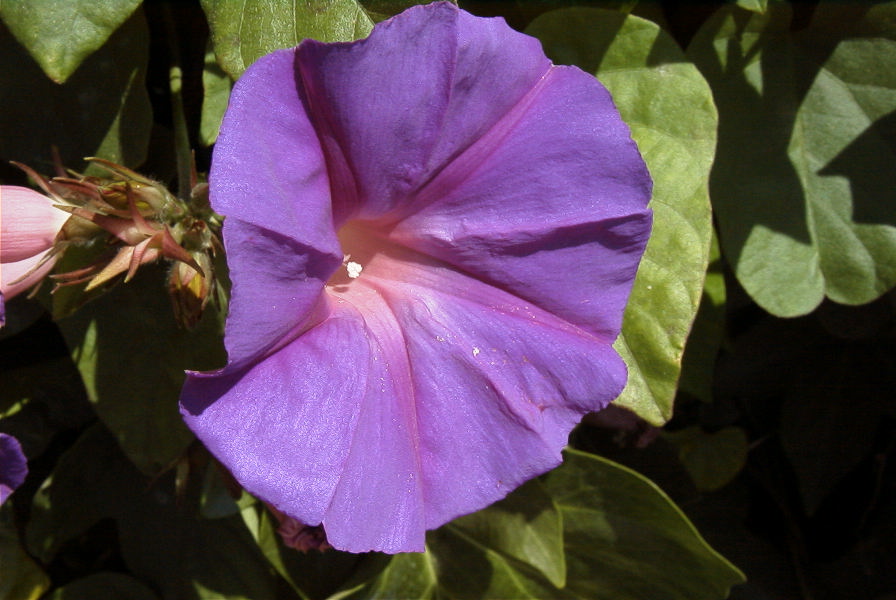2008-03-23-202-Ipomoea-tricolor