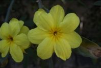 2008-03-23-204-Jasmine