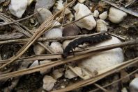 2008-03-23-206-Larva