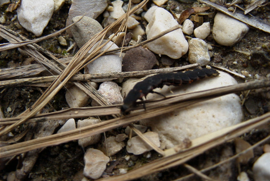 2008-03-23-206-Larva