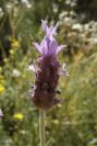2008-03-23-207-Lavendula